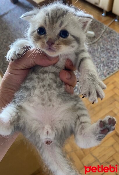 British Shorthair, Kedi  Şila fotoğrafı