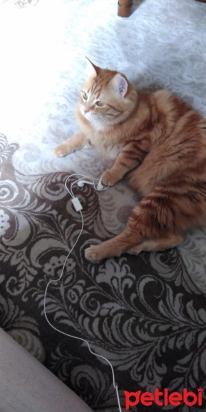Tekir Kedi, Kedi  Fıstık fotoğrafı