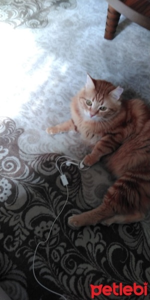 Tekir Kedi, Kedi  Fıstık fotoğrafı