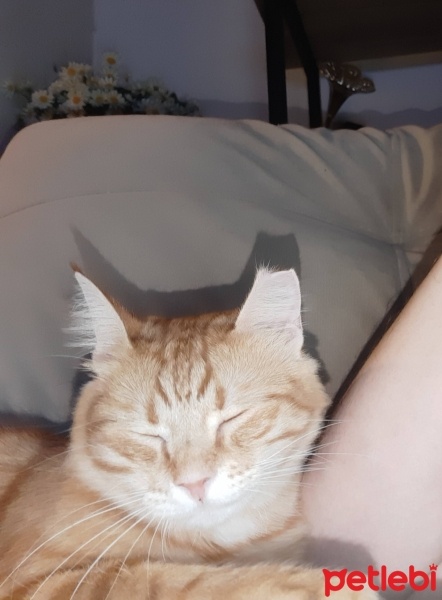 Tekir Kedi, Kedi  Fıstık fotoğrafı