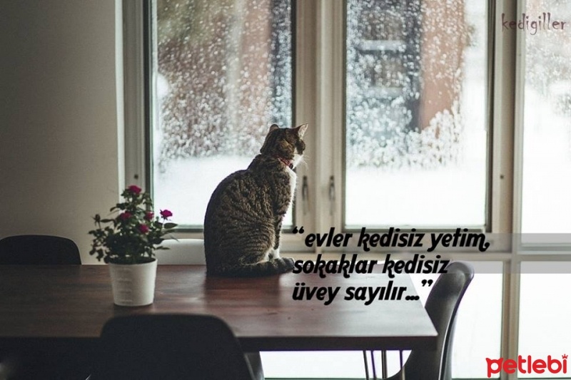 Tekir Kedi, Kedi  marlin fotoğrafı