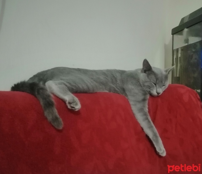 Mavi Rus, Kedi  POFİ fotoğrafı
