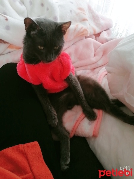 Mavi Rus, Kedi  duman fotoğrafı