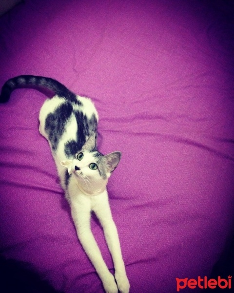 Tekir Kedi, Kedi  öpücük fotoğrafı