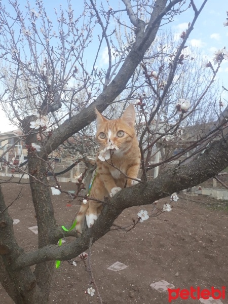 Sarman, Kedi  Limon fotoğrafı