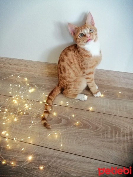 Sarman, Kedi  Limon fotoğrafı