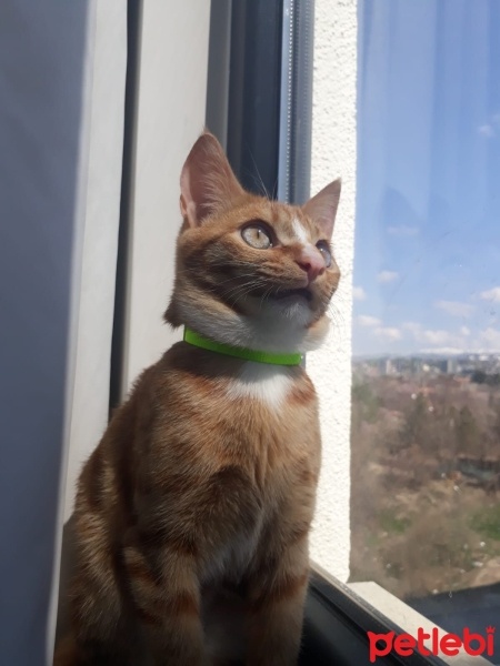 Sarman, Kedi  Limon fotoğrafı