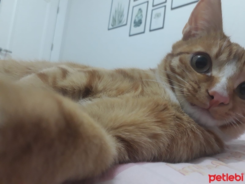 Sarman, Kedi  Limon fotoğrafı