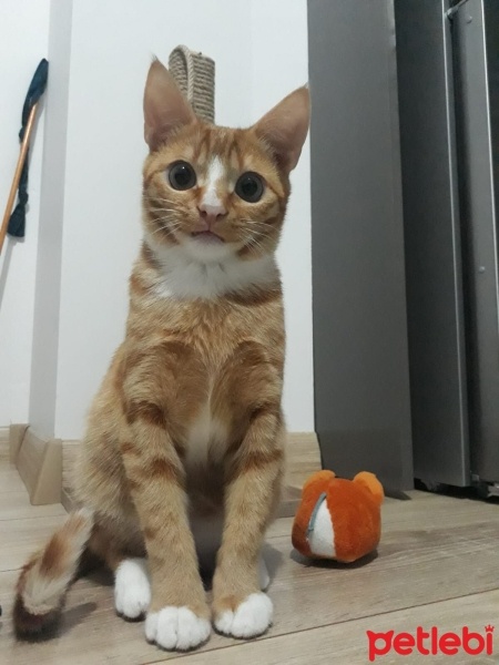 Sarman, Kedi  Limon fotoğrafı