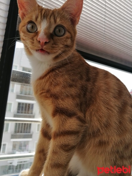 Sarman, Kedi  Limon fotoğrafı