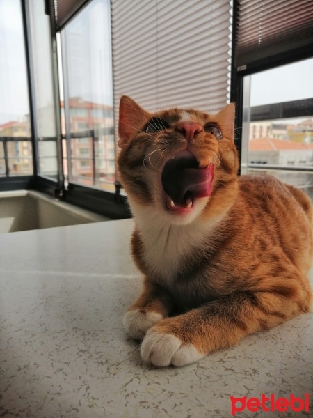Sarman, Kedi  Limon fotoğrafı