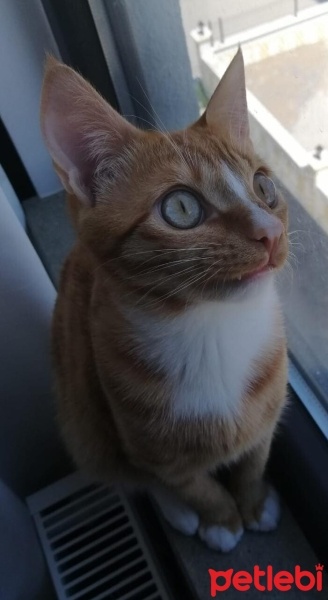Sarman, Kedi  Limon fotoğrafı