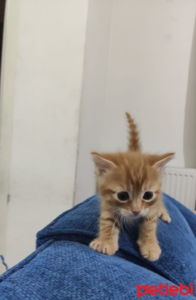 Tekir Kedi, Kedi  Yavru kedi jelibon patili fotoğrafı