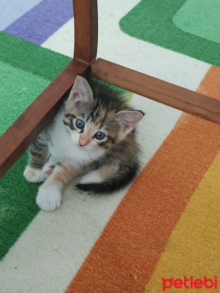 Tekir Kedi, Kedi  Yavru kedi jelibon patili fotoğrafı