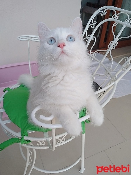 Van Kedisi, Kedi  Leydi fotoğrafı