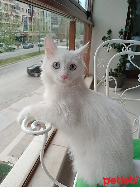 Van Kedisi, Kedi  Leydi fotoğrafı