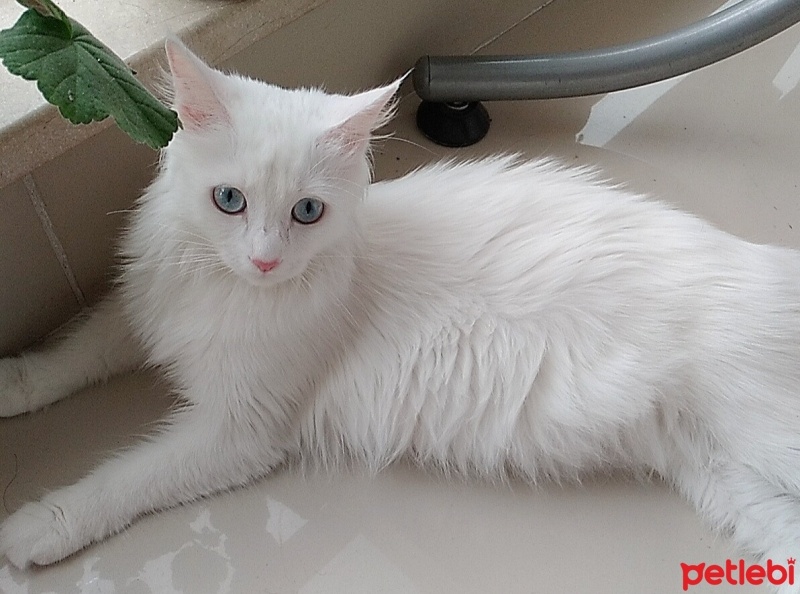 Van Kedisi, Kedi  Leydi fotoğrafı