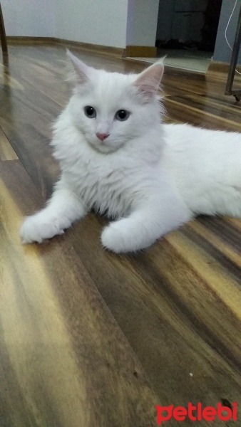 Van Kedisi, Kedi  Leydi fotoğrafı