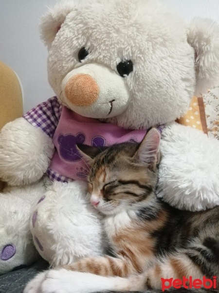 Tekir Kedi, Kedi  balım fotoğrafı