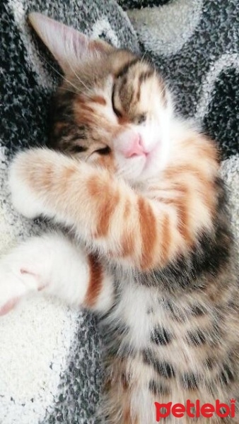 Tekir Kedi, Kedi  balım fotoğrafı