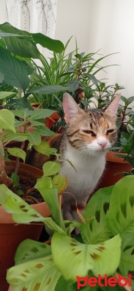Tekir Kedi, Kedi  balım fotoğrafı