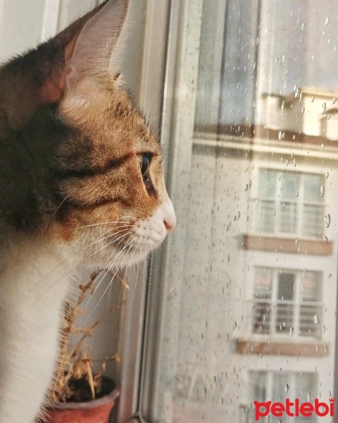 Tekir Kedi, Kedi  balım fotoğrafı