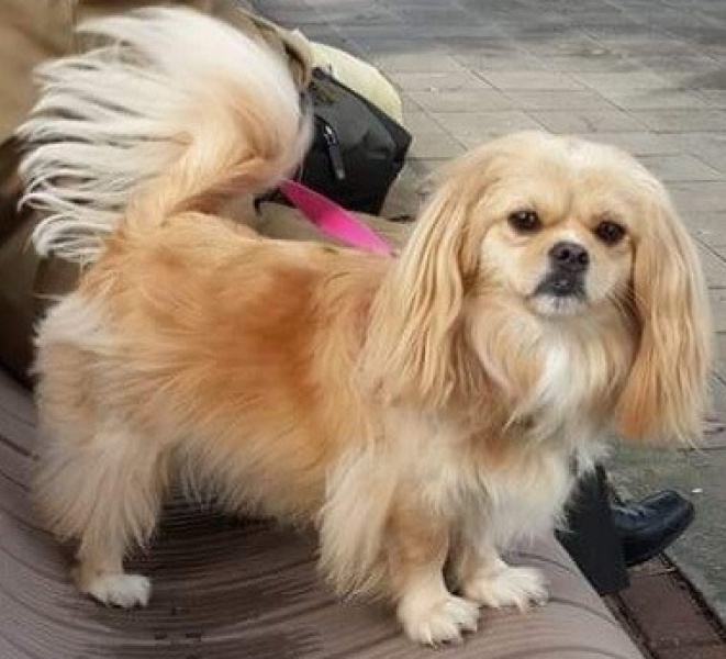 Tibetli Spaniel, Köpek  DAISY fotoğrafı