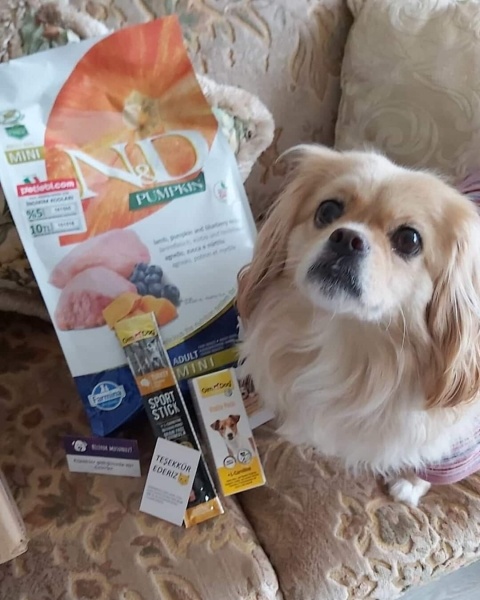 Tibetli Spaniel, Köpek  DAISY fotoğrafı