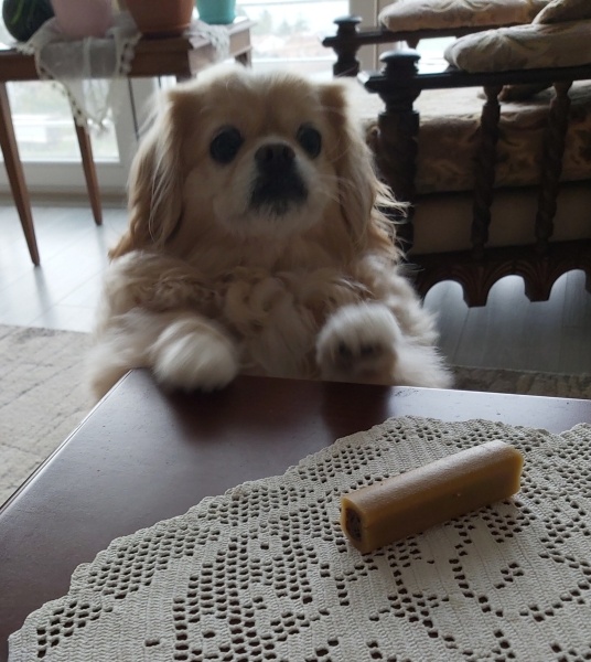 Tibetli Spaniel, Köpek  DAISY fotoğrafı