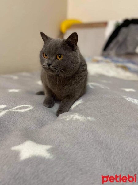 British Shorthair, Kedi  Duman fotoğrafı