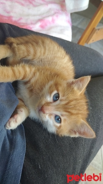 Tekir Kedi, Kedi  Tarçın fotoğrafı