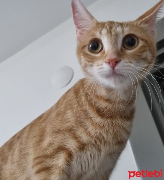 Sarman, Kedi  Eva fotoğrafı