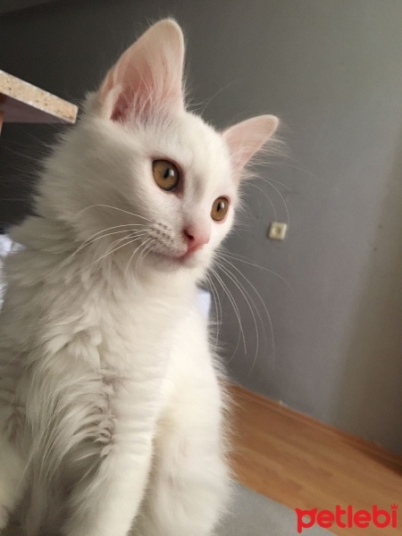 Van Kedisi, Kedi  Bulut fotoğrafı