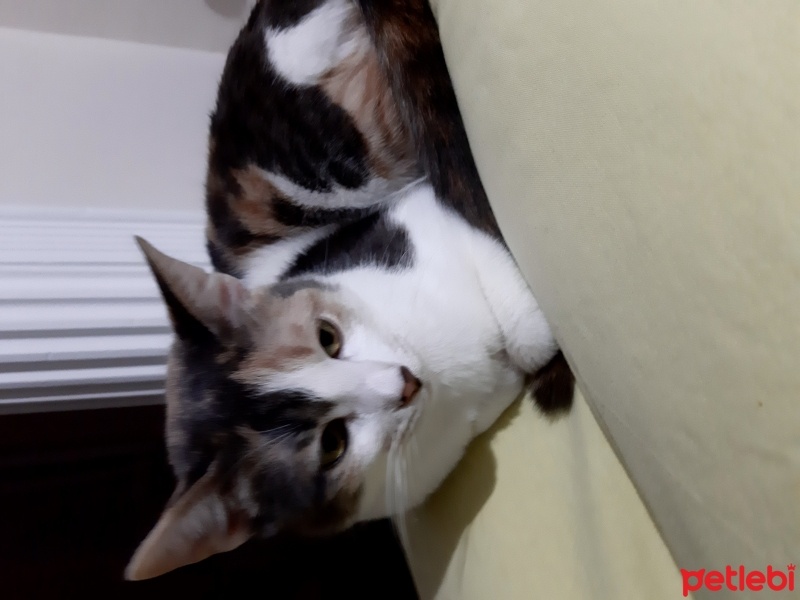 Tekir Kedi, Kedi  Kontes fotoğrafı