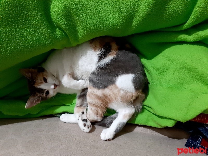 Tekir Kedi, Kedi  Kontes fotoğrafı