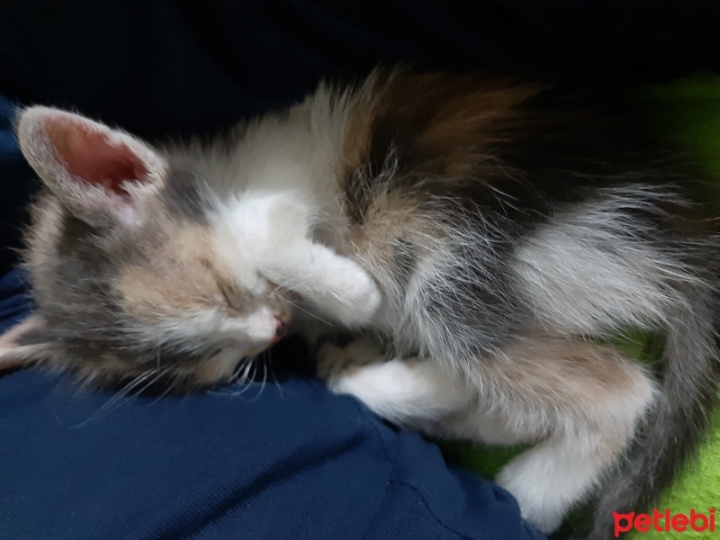 Tekir Kedi, Kedi  Kontes fotoğrafı