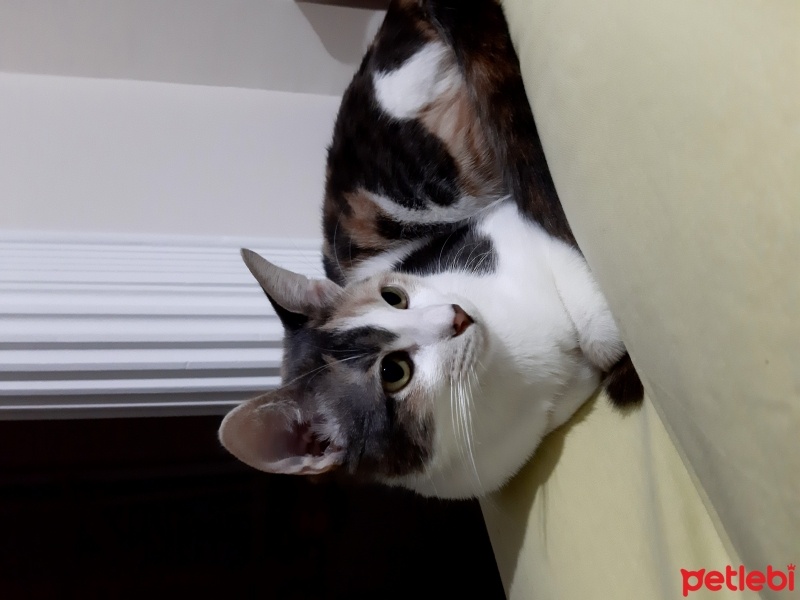 Tekir Kedi, Kedi  Kontes fotoğrafı