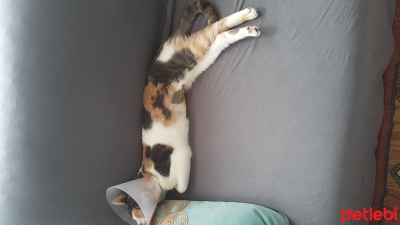 Tekir Kedi, Kedi  Kontes fotoğrafı
