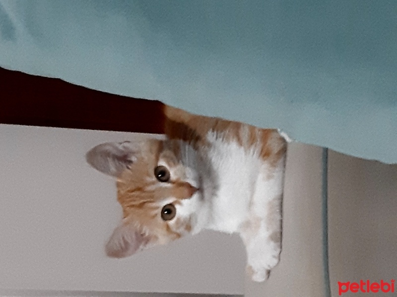Sarman, Kedi  Sarı fotoğrafı