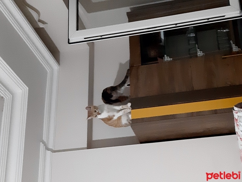 Sarman, Kedi  Sarı fotoğrafı