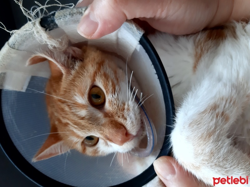Sarman, Kedi  Sarı fotoğrafı