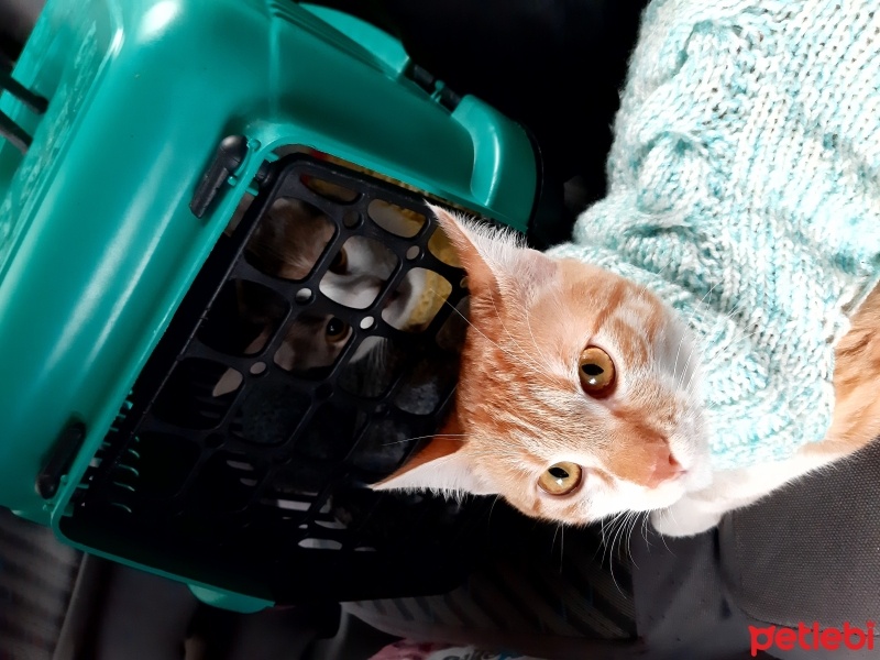 Sarman, Kedi  Sarı fotoğrafı