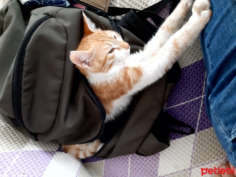 Sarman, Kedi  Sarı fotoğrafı