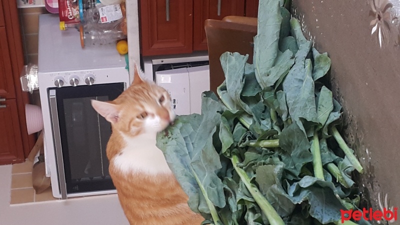 Sarman, Kedi  Sarı fotoğrafı