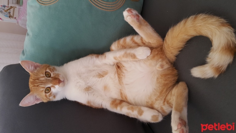 Sarman, Kedi  Sarı fotoğrafı