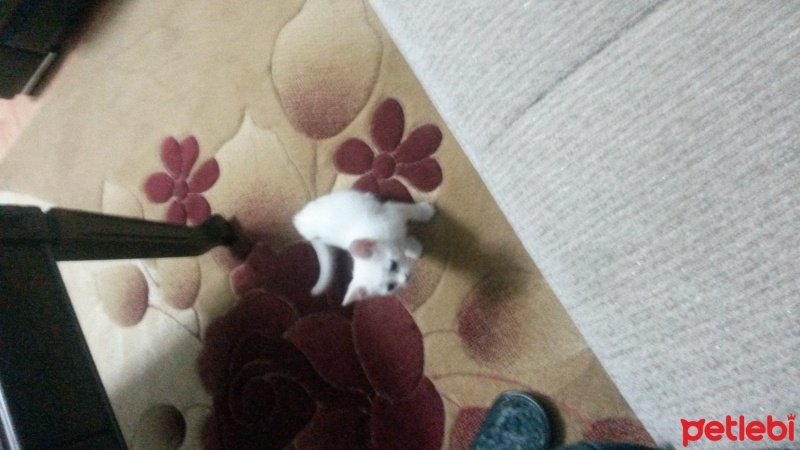 Ankara Kedisi, Kedi  Pati  fotoğrafı