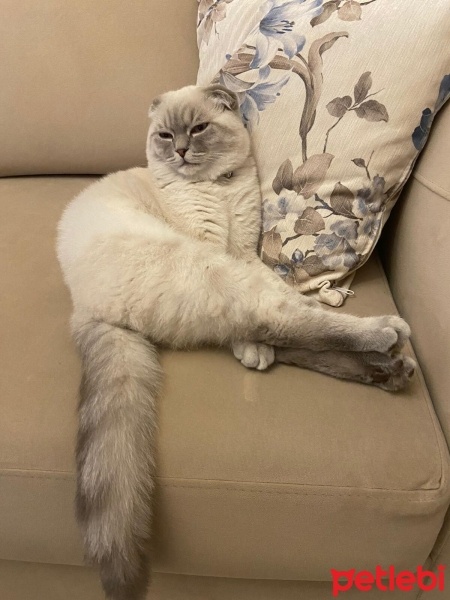 Scottish Fold, Kedi  ŞANS fotoğrafı
