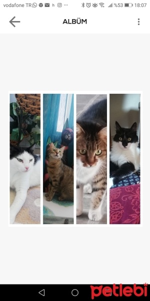 Tekir Kedi, Kedi  Mina,Arya,Rop,ve Şanslı fotoğrafı
