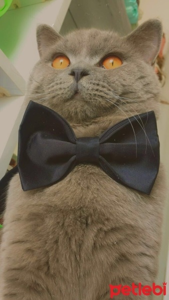 British Shorthair, Kedi  DUMAN fotoğrafı