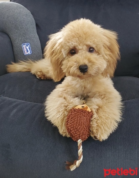 Poodle (Minyatür Kaniş), Köpek  Sherlock fotoğrafı